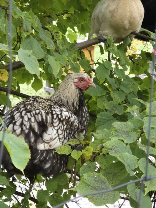 Waendotty srebnołuskowane