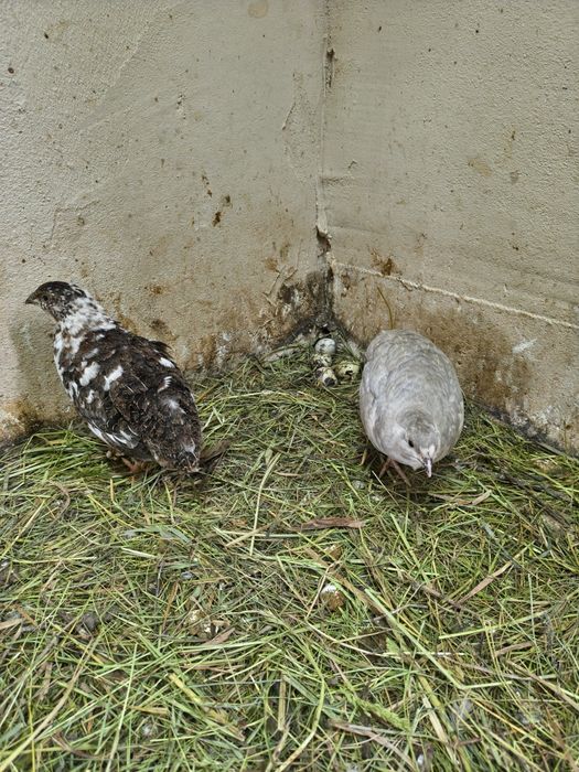 Jaja lęgowe przepiórki mix kolorów