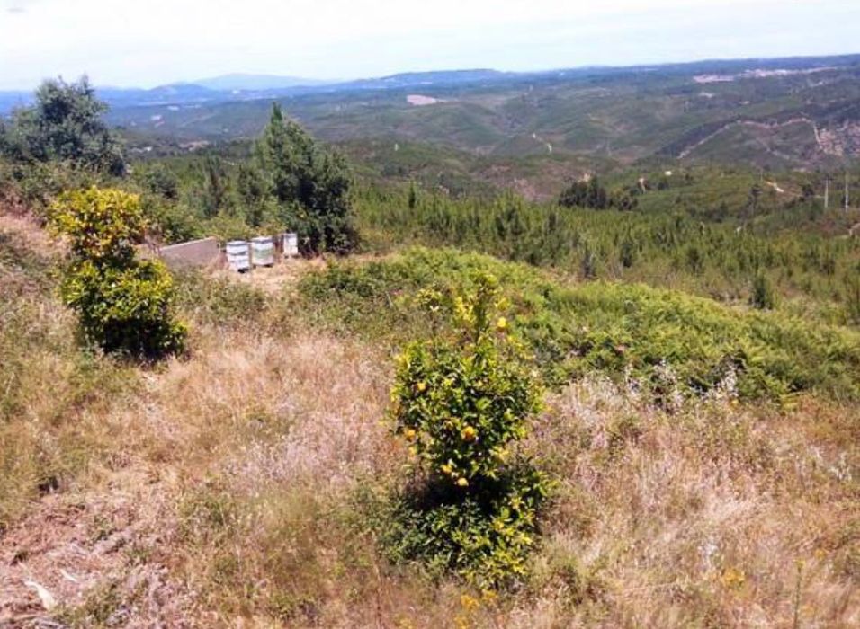 Terreno em Montes da Senhora - Castelo Branco - 6850 m2