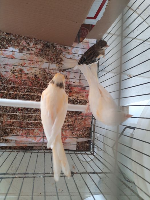 Canários de qualidade