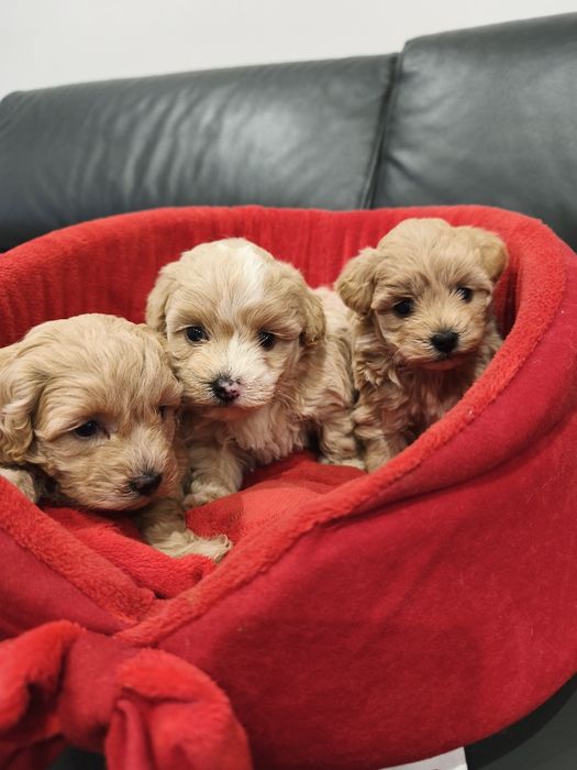 Maltipoo śliczny szczeniaczek