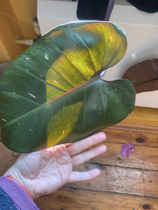 Kwiat kolekcjonerski  rododendron Pink Princess