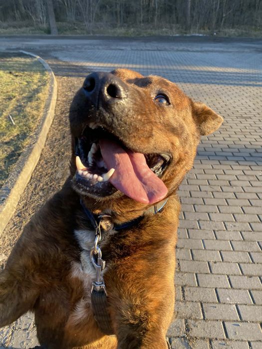 pies do adopcji za darmo