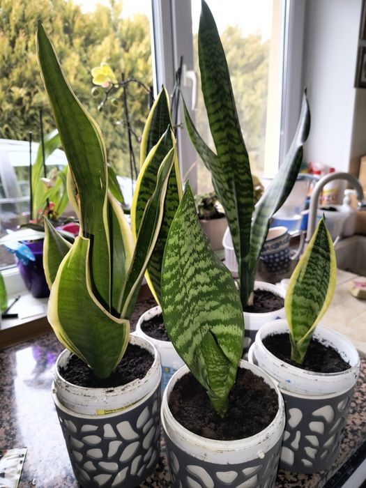 SenSansewiery szable, język teściowej.