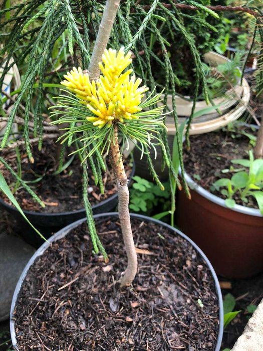 Сосна японская Др.Ландис Голд- 1300грн 2года