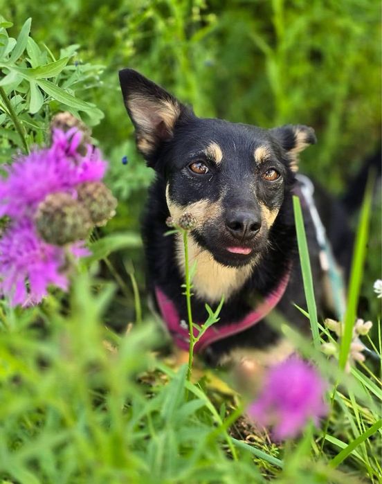 Zara – nieśmiała, wesoła sunia do pokochania! Adopcja