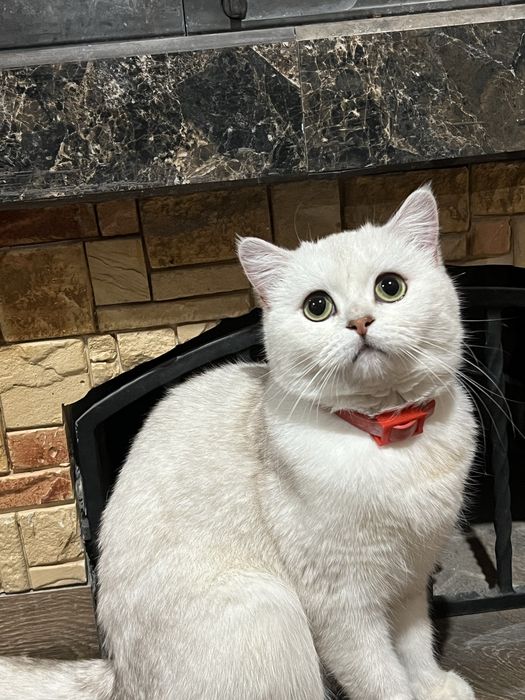 Шукаємо кота для вязки