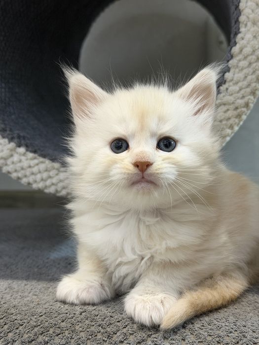 Кошенята Мейн-Кун