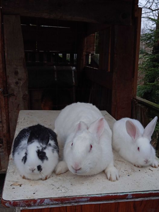 Продам кролі білий панон