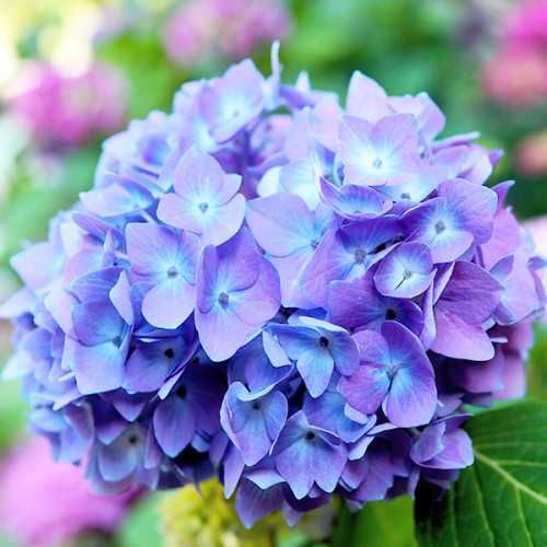 Сульфат алюмінію 1кг (для гортензії)