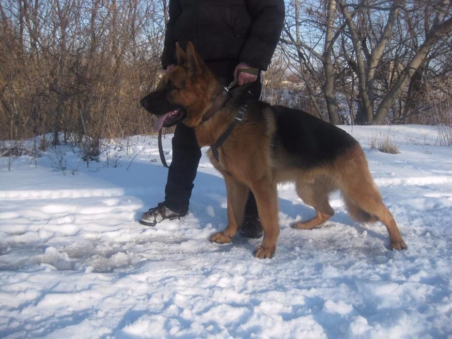 Чистопородные с сильнейшими рабочими качествами!