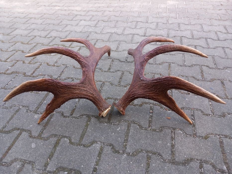 Łoś, Poroże, Rogi