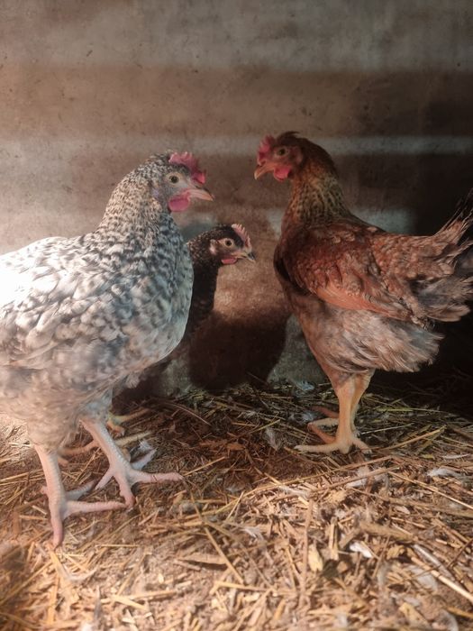 Koguty, kogutki Green Shell