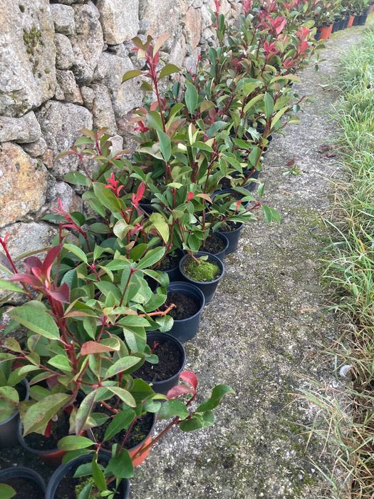 Photinias red robin