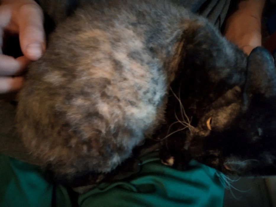 Kotka roczna poleca się