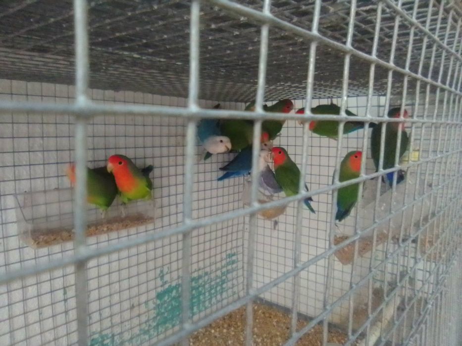 Várias aves psitacídeos
