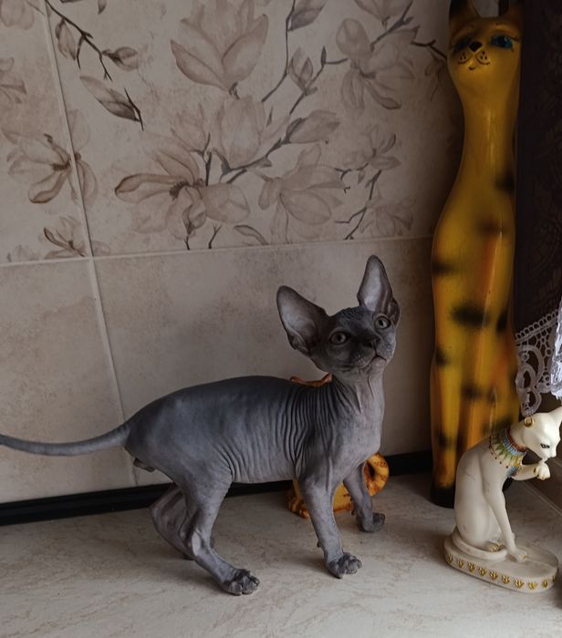 Сфинкс мальчик котенок