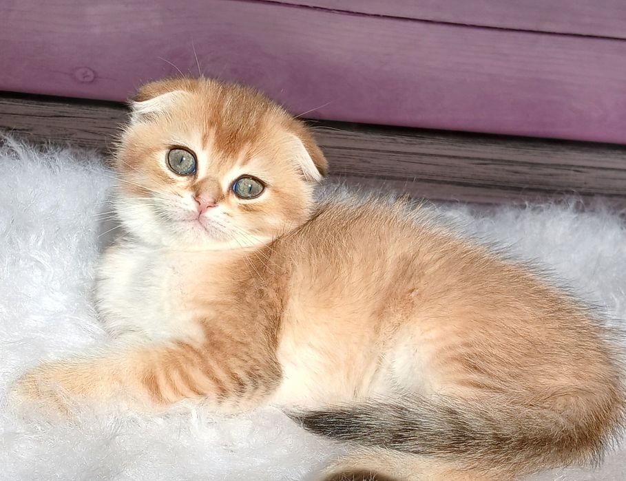Котики золотої шиншили 2ва місяці
