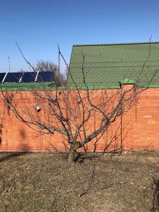 Спил деревьев Омоложение обрезка сада деревьев Корчевание пней