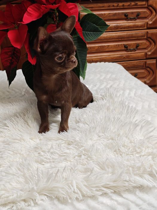 Suczka chihuahua xxxs umaszczenie czekoladowe
