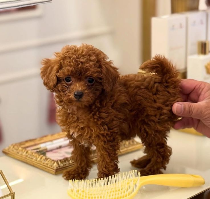 Дівчинка той пудель , Ред браун .якість