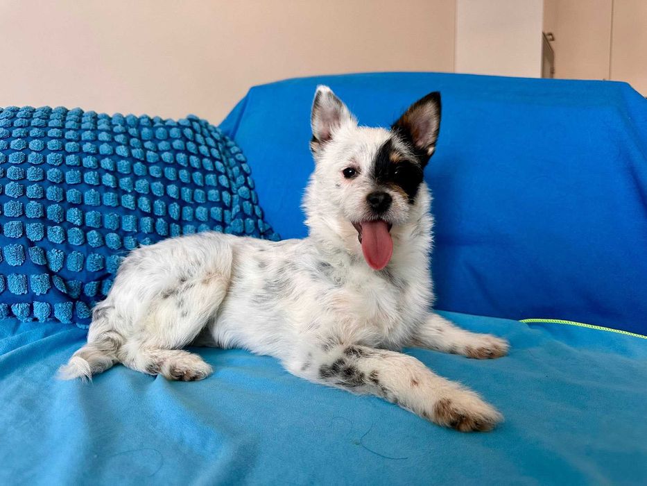 Terierowata Lumi czeka na dom! Do adopcji!