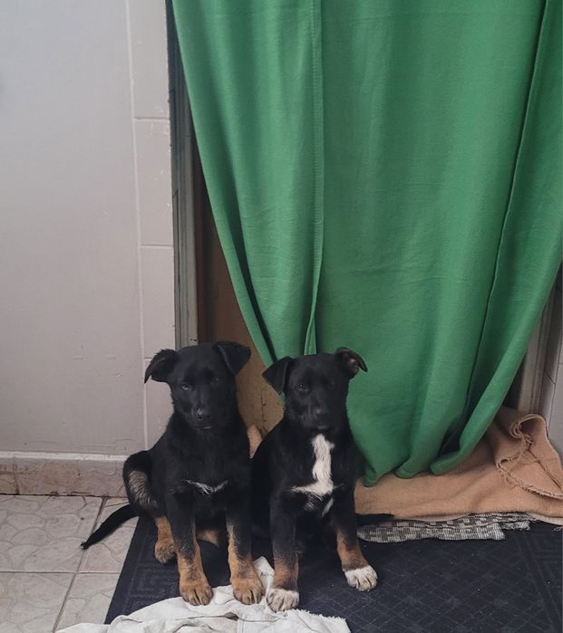 Oddam za darmo do adopcji 2 pieski.