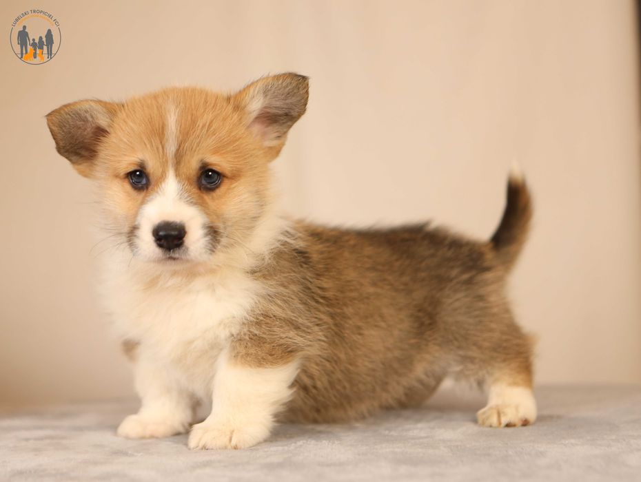 Welsh Corgi Pembroke ZKwP FCI po Championie-  rezerwacja