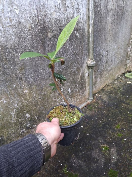 Arvores de fruto e sementes de horticolase de arvores de fruto açores