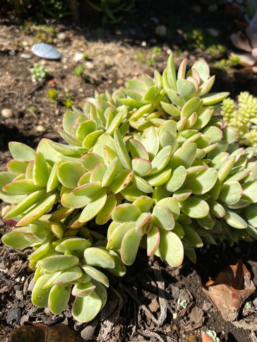 Vendo suculentas diversas