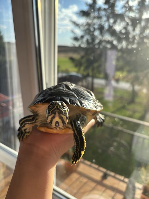 Oddam ZA DARMO żółwia hieroglifowego