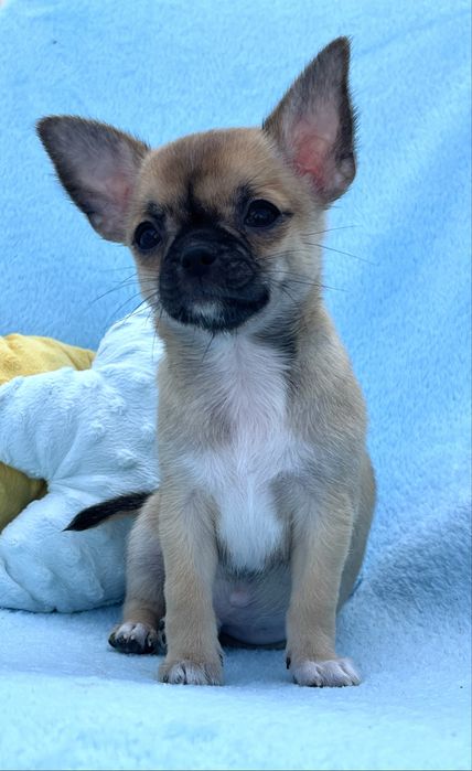 Chihuahua Macho disponivel