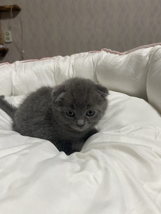 Шотландский котик мальчик