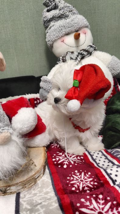 Maltańczyk przepiękny chłopczykZKwP/FCI