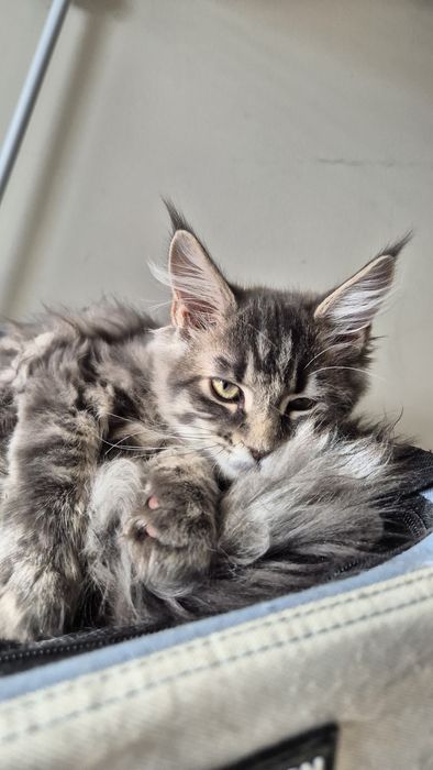 Koteczka niebieska ze srebrem (bardzo kudłata) możliwa opcja hodowlana