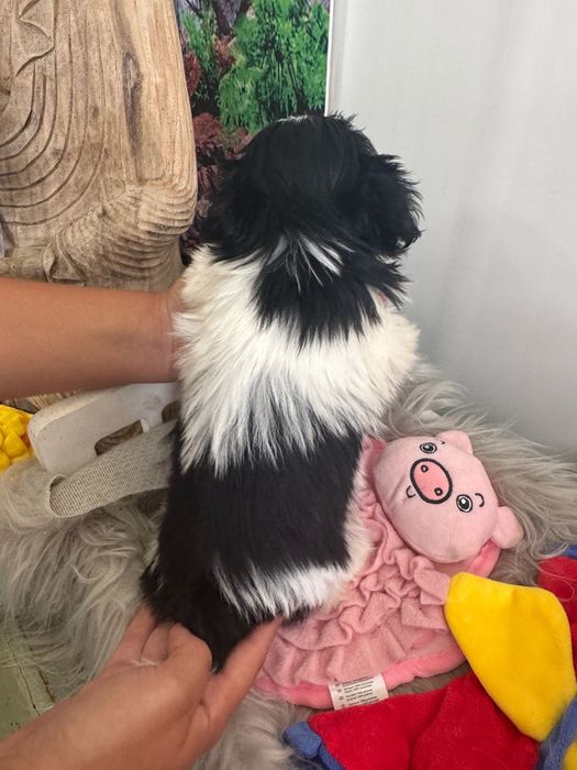 Shih-tzu maravilhosos