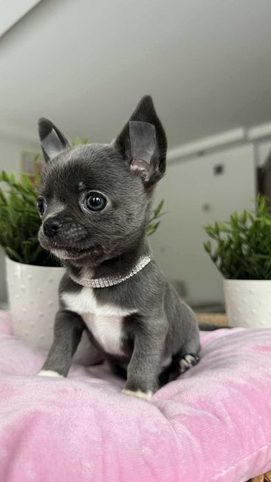 Śliczny Chłopczyk Chihuahua z Rodowodem Niebiesko-biały Mickey