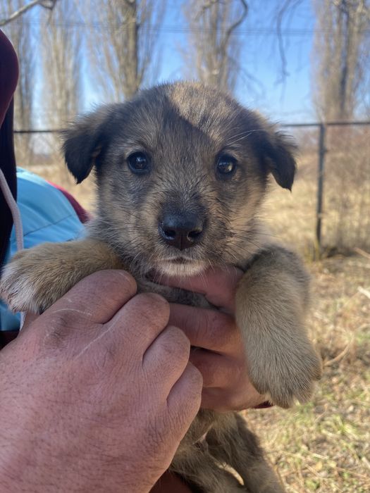 Цуценята шукають домівку