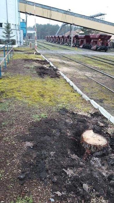 Frezowanie Pni Karp Karczowanie Usuwanie Pni Frezarka wycinka drzew