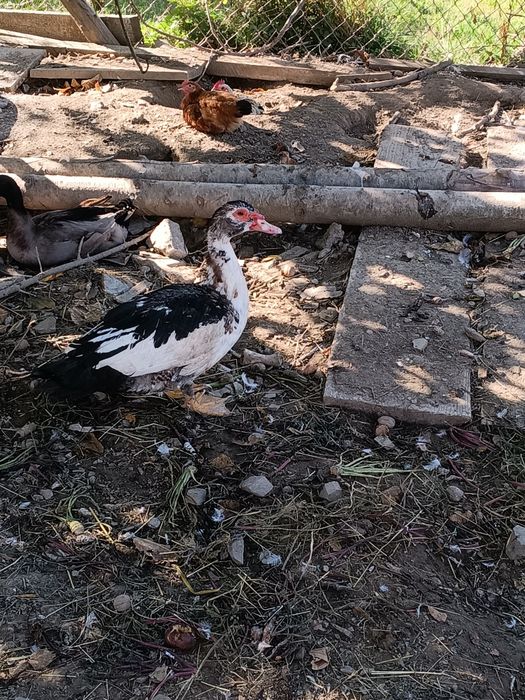 Sprzedam kaczory i koguty