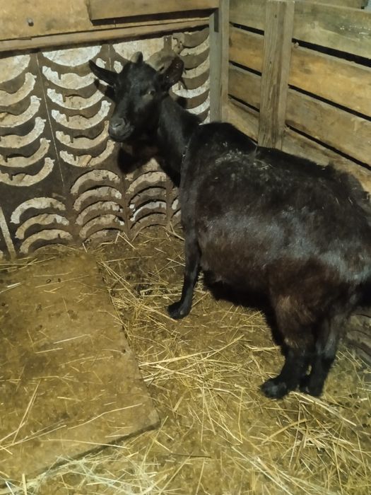 Продам котную козу.