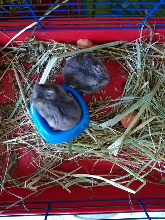 Хомячки Кременчуг