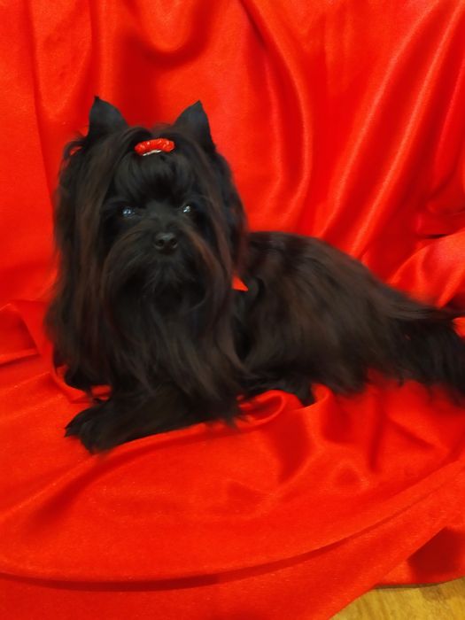 Mini Black  Yorkshire terrier, nie biewer. Okazja.