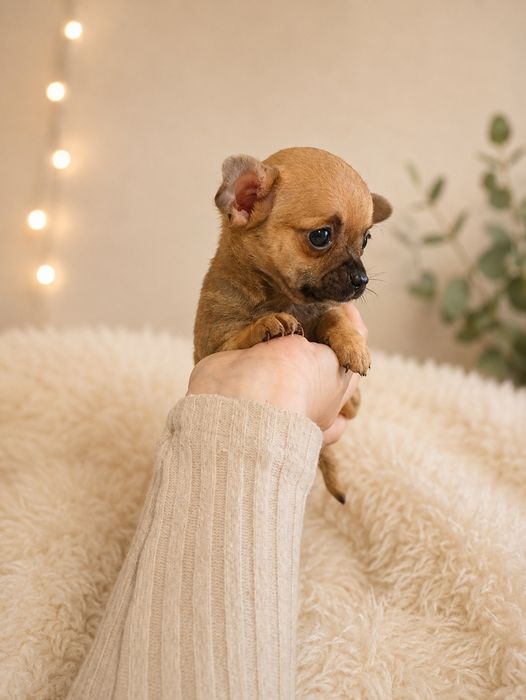 Chihuahua ciułała chłopiec