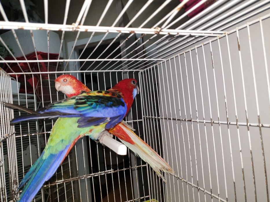 Roselias  vermelhas repordutores