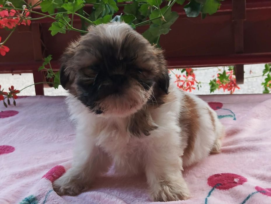 Piękne pieski i suczki shih tzu