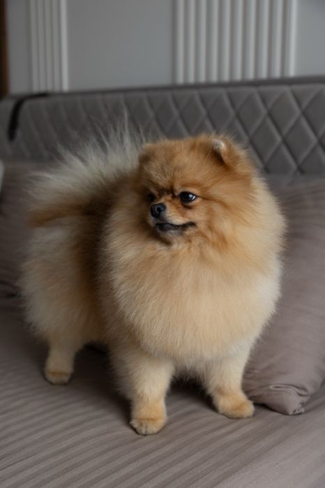 кобель померанського шпіца