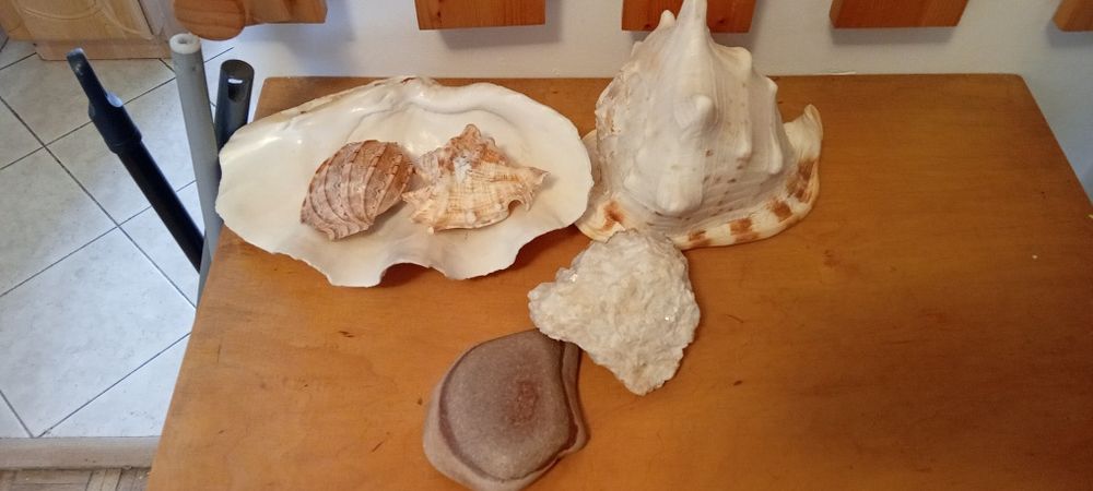 Duże muszle i kamienie ozdobne