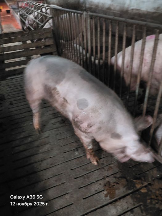 Сім'я кнура,спермодози