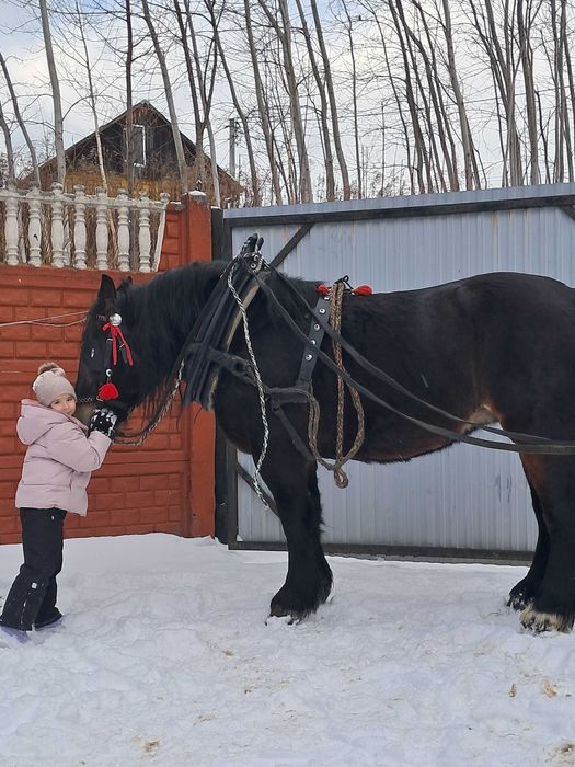 Klacz zimnokrwista 5-cio letnia.